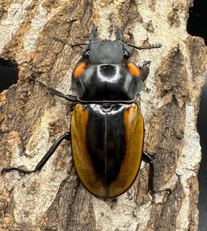 【WD】《ラコダールツヤクワガタ アチェ産 76mm ペア》