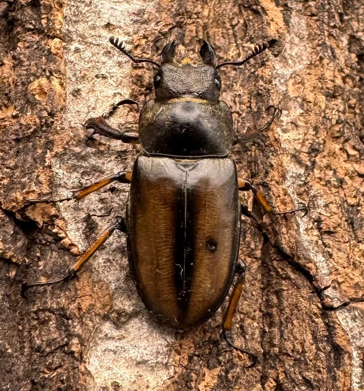 【WD】《デラバイミヤマ ♀単 A’品》①