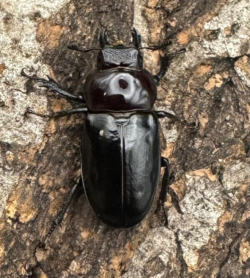 《ミクラミヤマ 御蔵島産 Free ペア》②