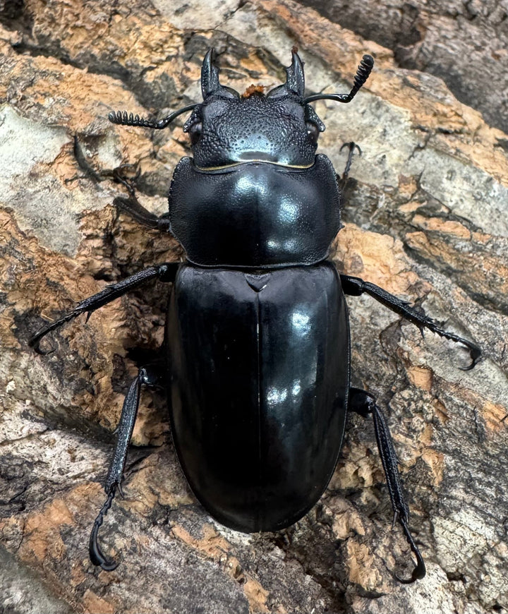 【WD】《セアカフタマタ（パリーフタマタ） 80.5mm ペア》