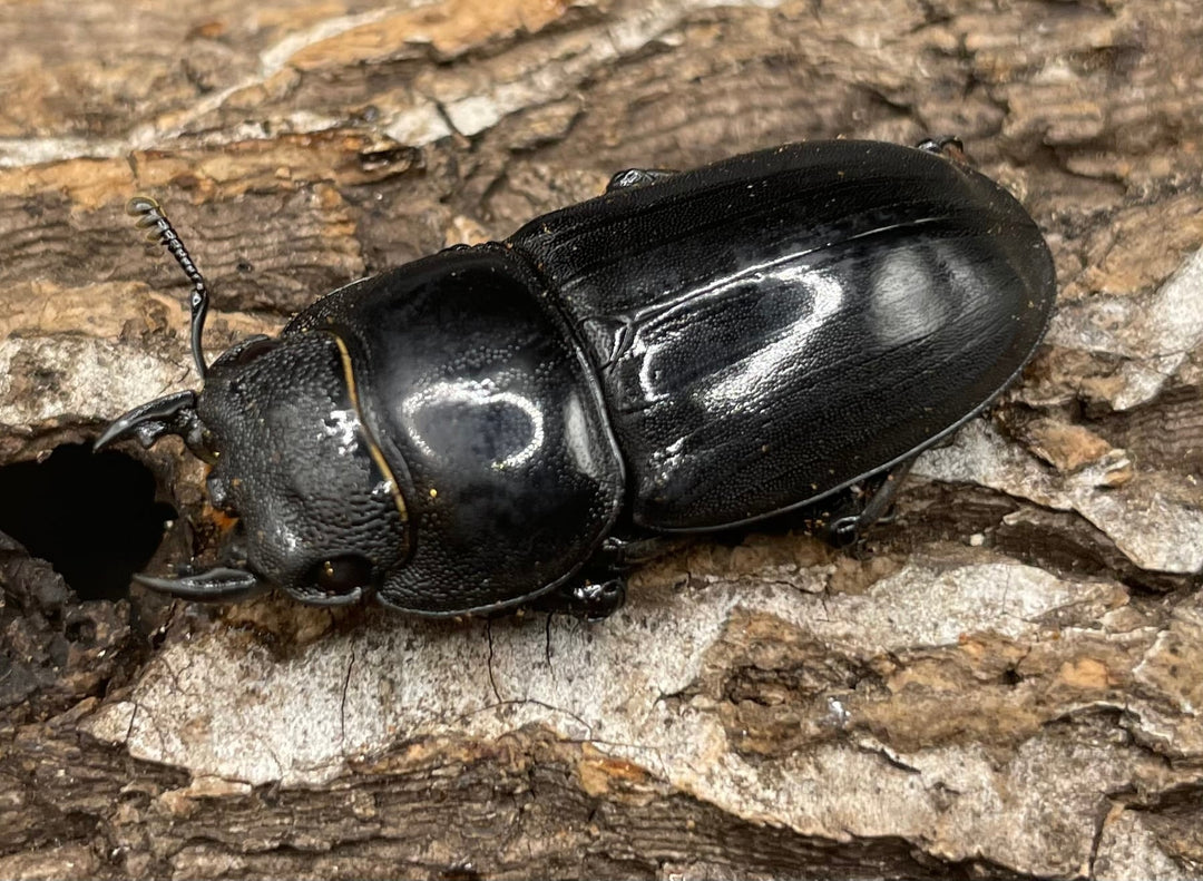 【WD】《パラワンオオヒラタ ♀単》