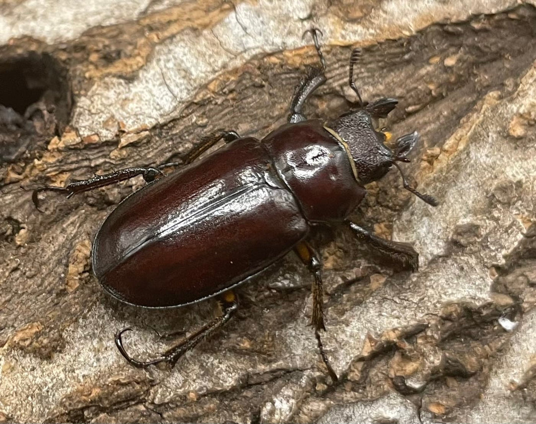 【WD】2021年新種《モーミヤマクワガタ 25mm ♀単 A’品》