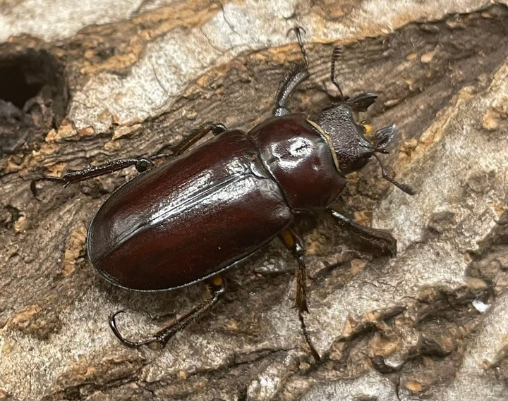 【WD】2021年新種《モーミヤマクワガタ 25mm ♀単 A’品》