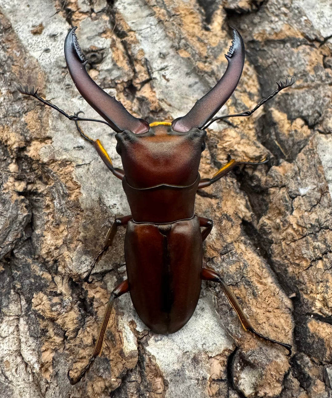 【WD】《ギラファホソアカクワガタ 49.5mm ペア》