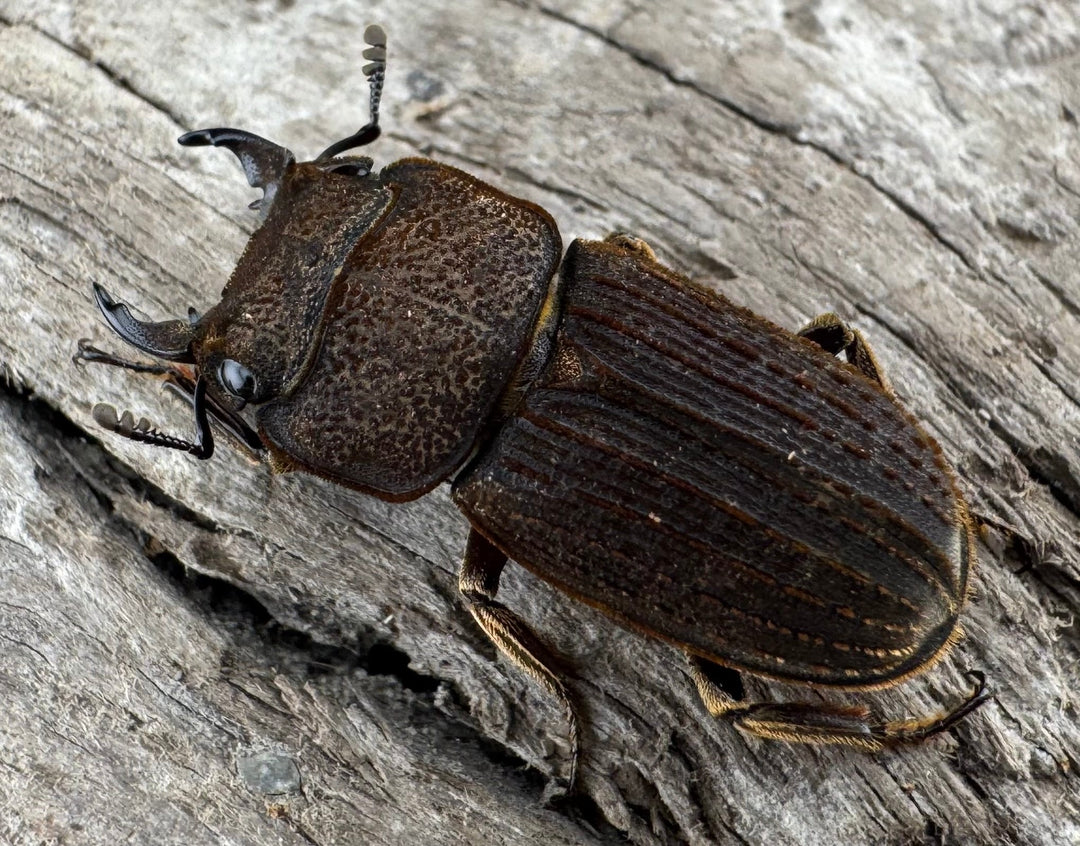 【WD】《ウルスルスサビクワガタ チベット産 21mm ペア》