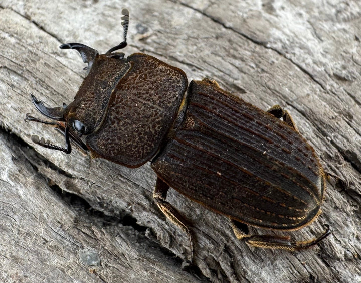 【WD】《ウルスルスサビクワガタ チベット産 21mm ペア》