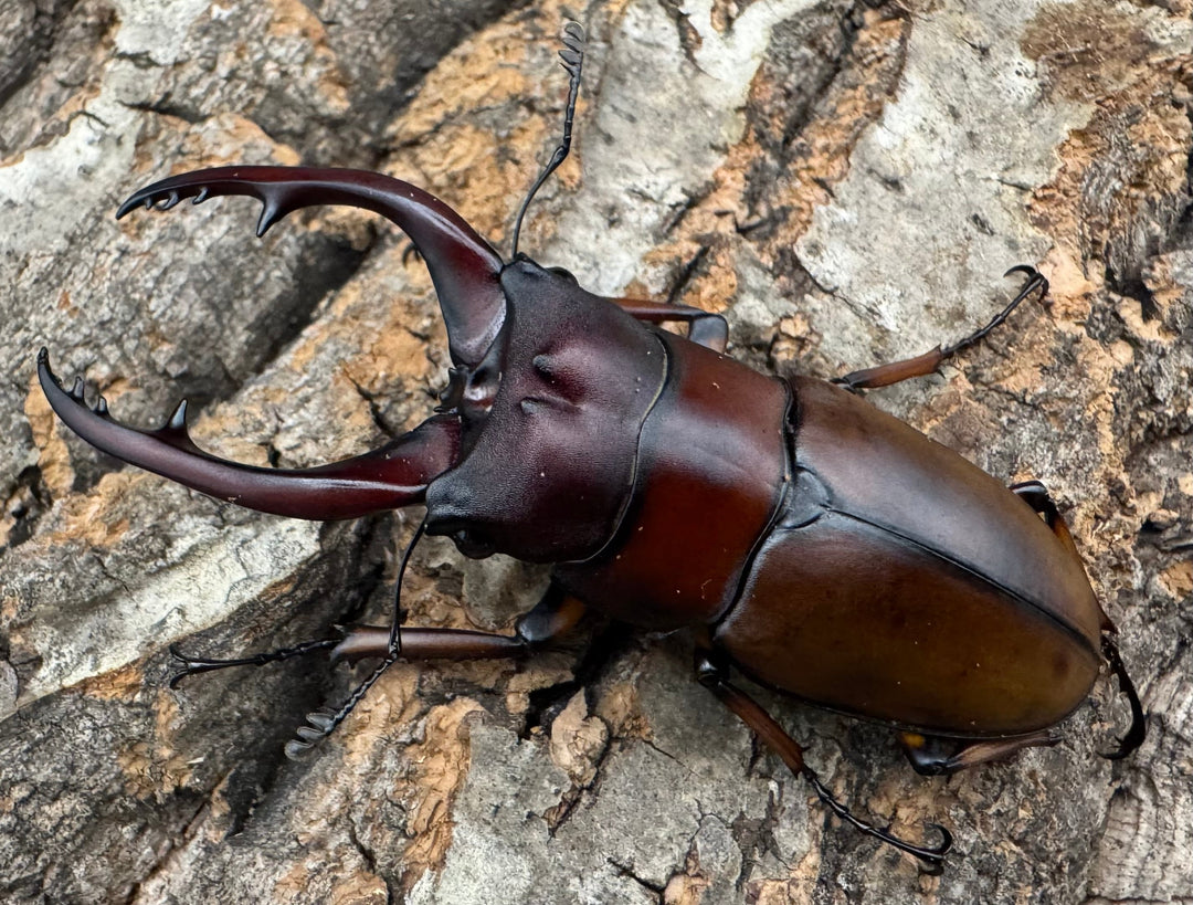 【WD】《アスタコイデスノコギリ ベンクール産 63.5mm ペア》