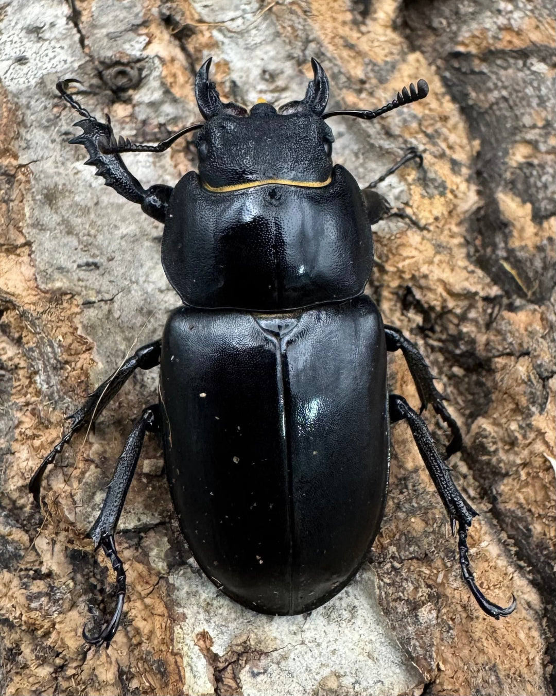 《ヨーロッパミヤマ（ケルブスミヤマ） 66mm ペア》