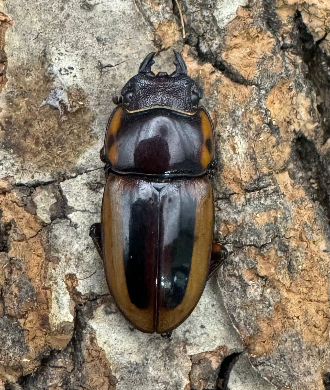 【WD】《ラテラリスノコギリ亜種マイリーン 四つ葉 53.5mm ペア》