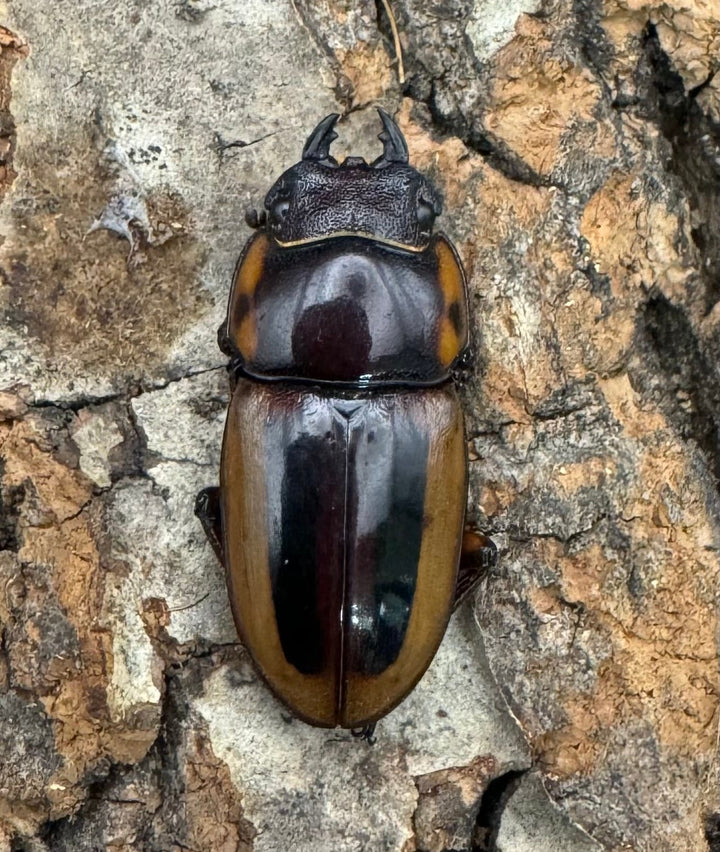 【WD】《ラテラリスノコギリ亜種マイリーン 四つ葉 53.5mm ペア》