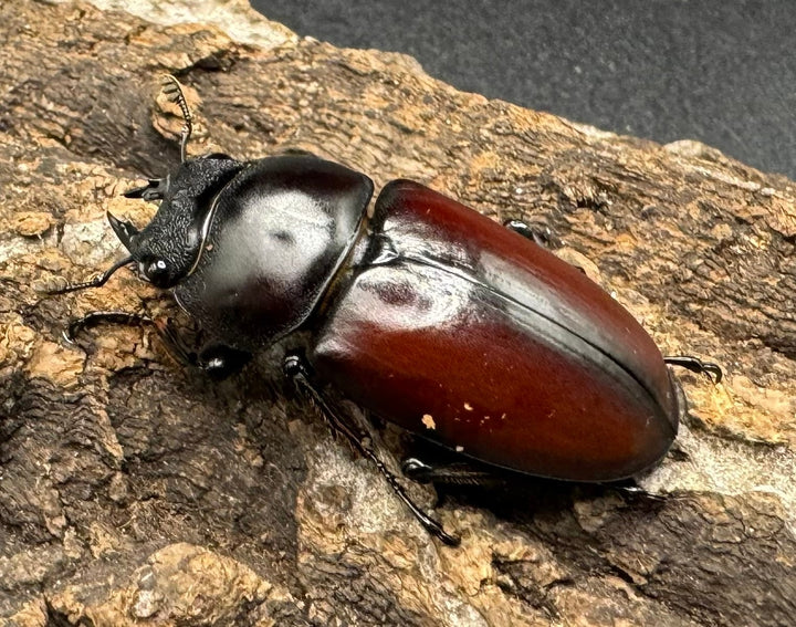 【WD】《チベット産 ドンキエルコクワ原名亜種 51mm ペア》