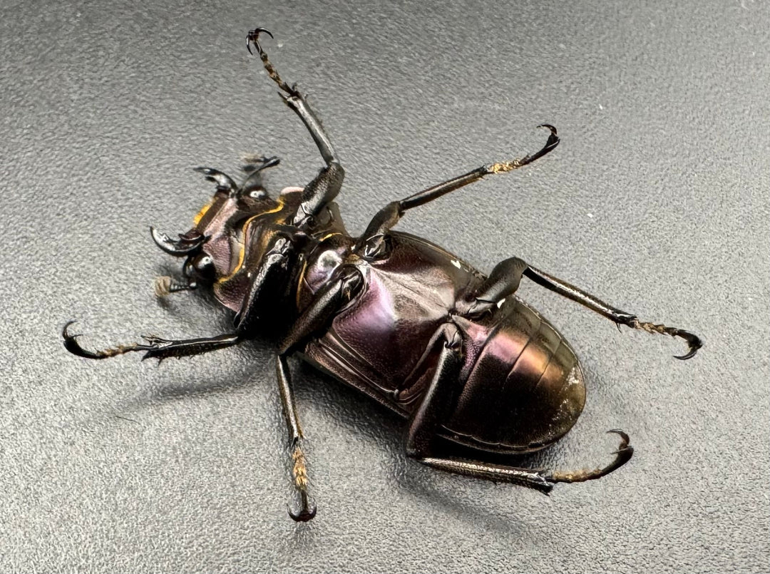 【美麗】《メタリフェルホソアカ 83.4mm ペア》セルヴォラン氏ブリード個体