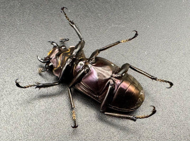 【美麗】《メタリフェルホソアカ 83.4mm ペア》セルヴォラン氏ブリード個体