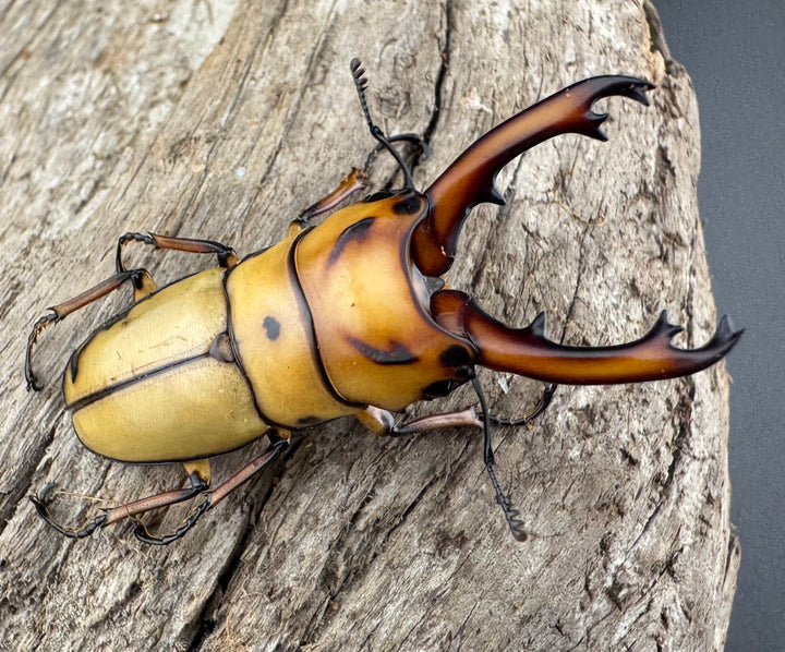 【WD】《オキピタリスノコギリ原名亜種 46.5mmペア》