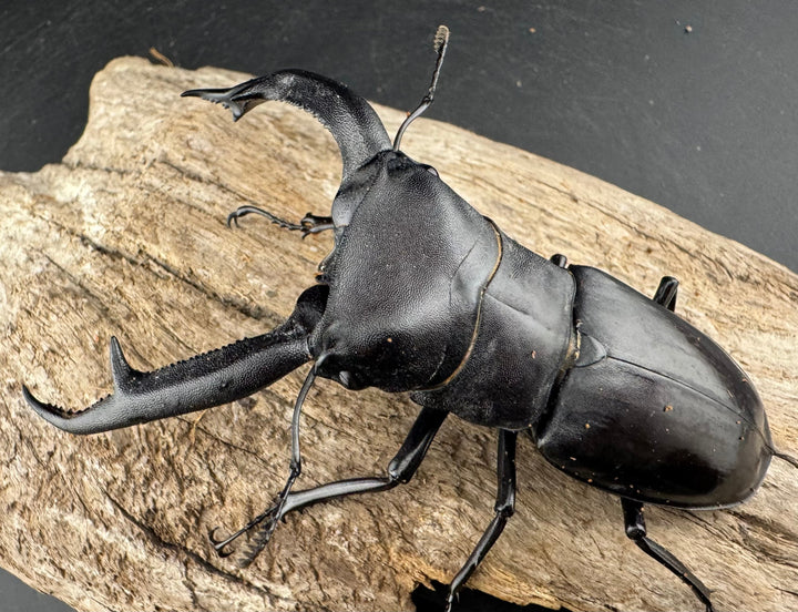 【WD】《マンディブラリスフタマタ 102.5mm A’品ペア》