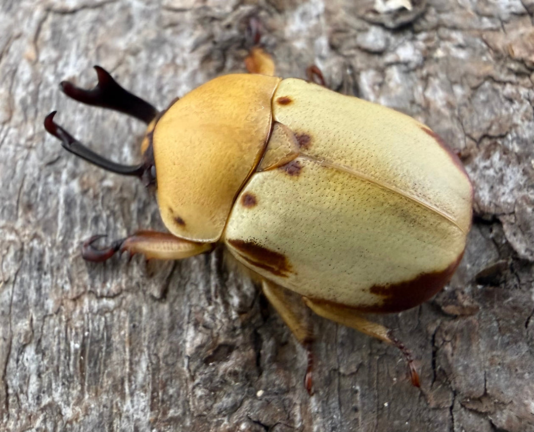 《カツラクワガタコガネ 20mm ♂♀♀トリオ》