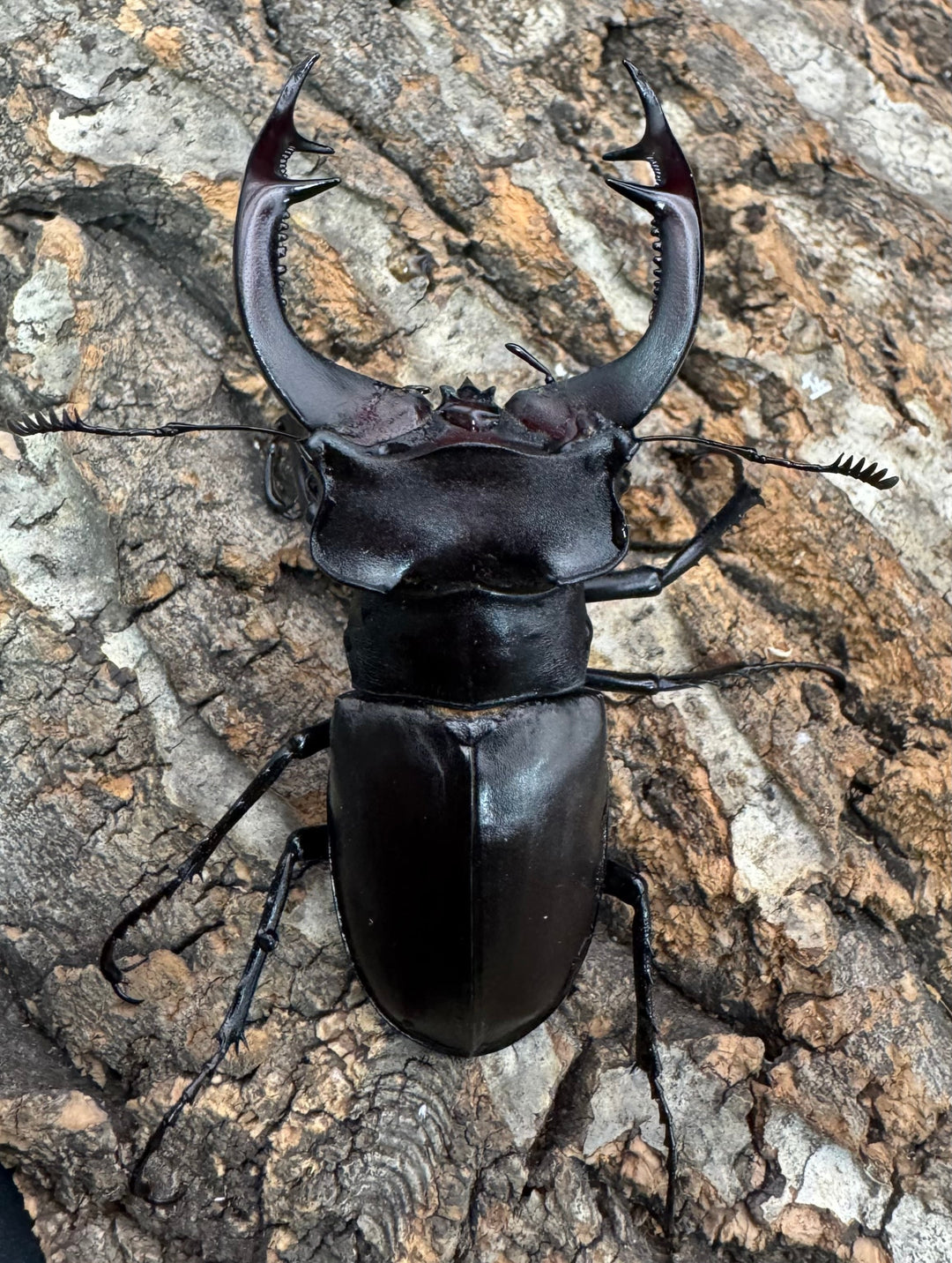 《アクベシアヌスミヤマ 80mm ペア》②