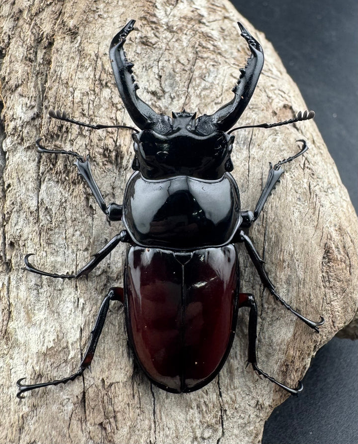 【WD】《オーベルチュールクロツヤシカ 52mm ペア》