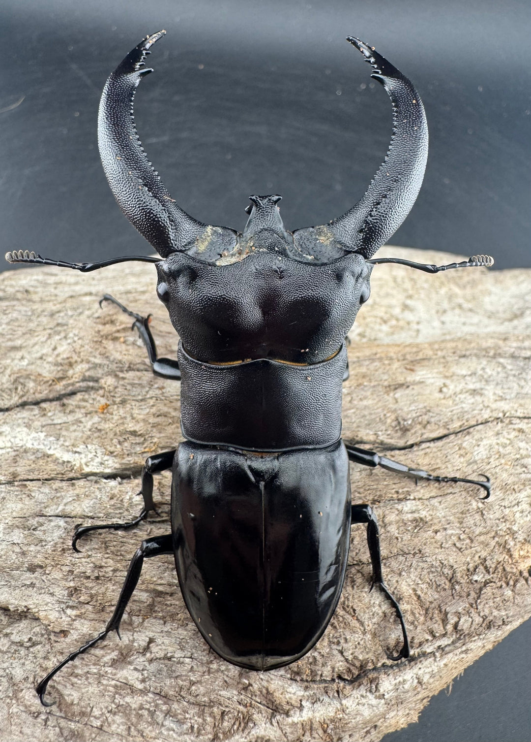 【WD】大型《リノケロスフタマタ 94mm ペア》