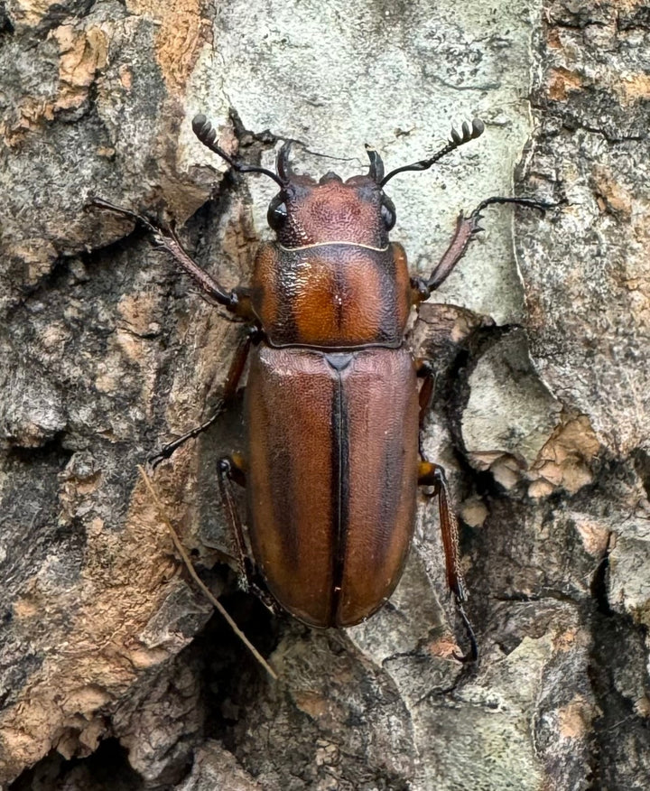 【WD】《ズベールホソアカ イロコスノルテ産 51mm A’品ペア》