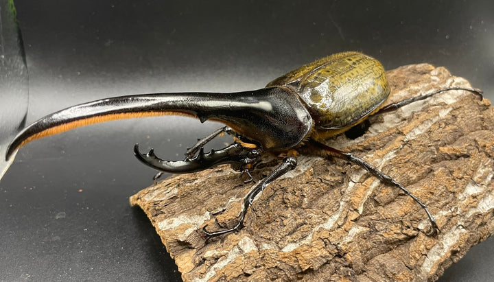 《ヘラクレス・ヘラクレス 147mm ペア》