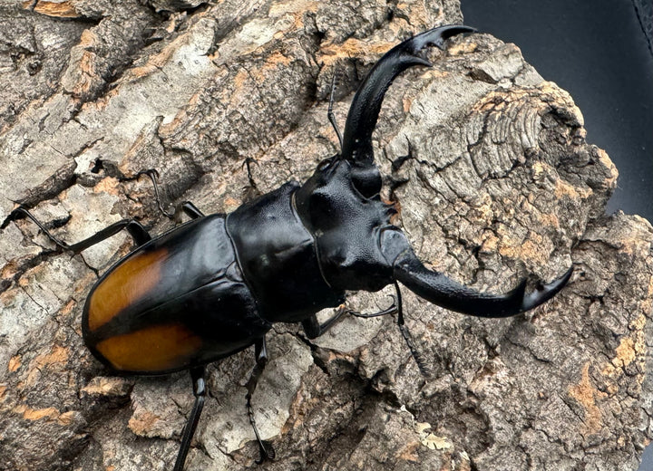 【WD】《セアカフタマタ（パリーフタマタ） 71mm A'品ペア》