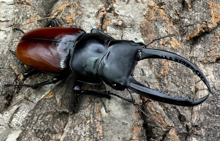 《アローコクワ亜種リエン 74mm ♂♀♀トリオ》