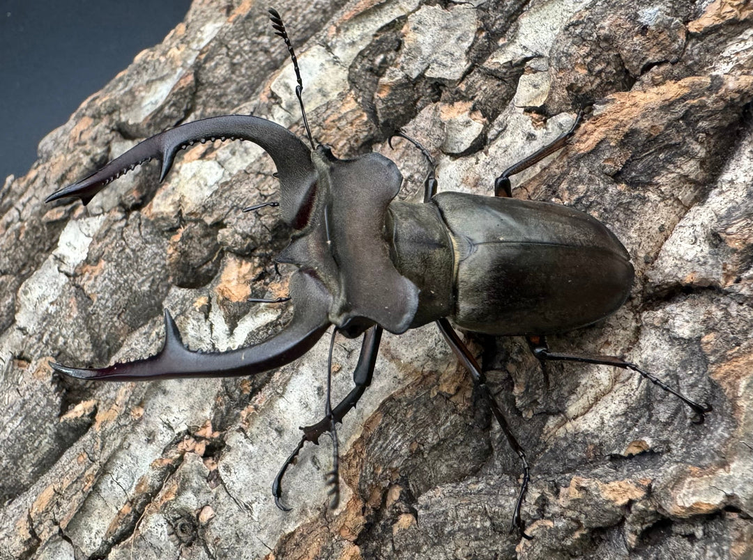 【WD】超大型《クラーツミヤマ原名亜種 66mm ペア》