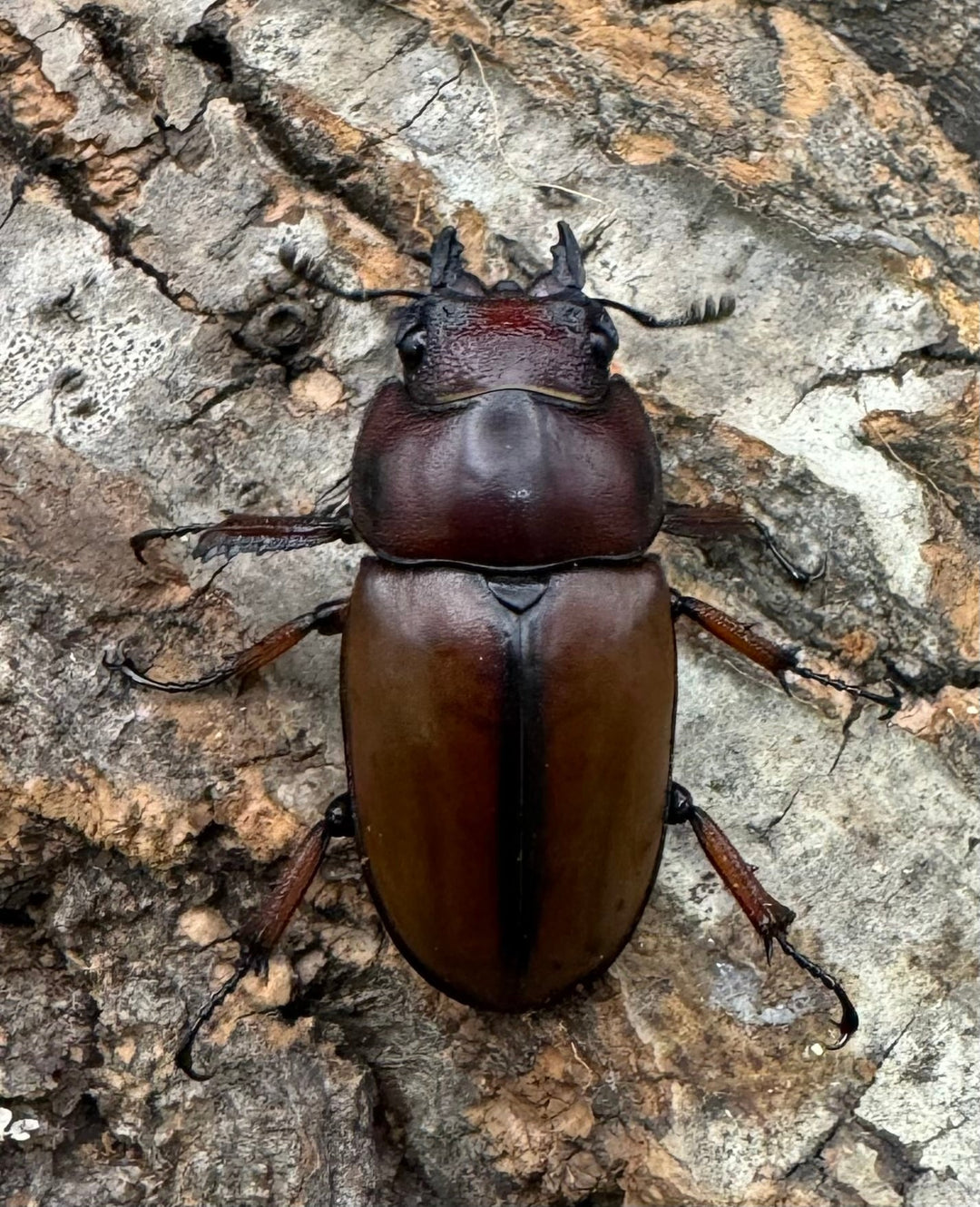 【WD】《アスタコイデスノコギリ ベンクール産 64mm ペア》