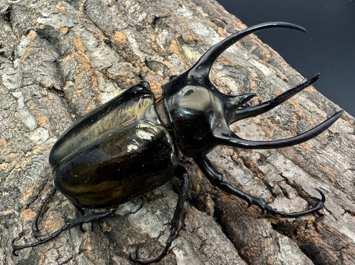 【WD】《ミンダナオアトラスオオカブト 94.5mm ペア》