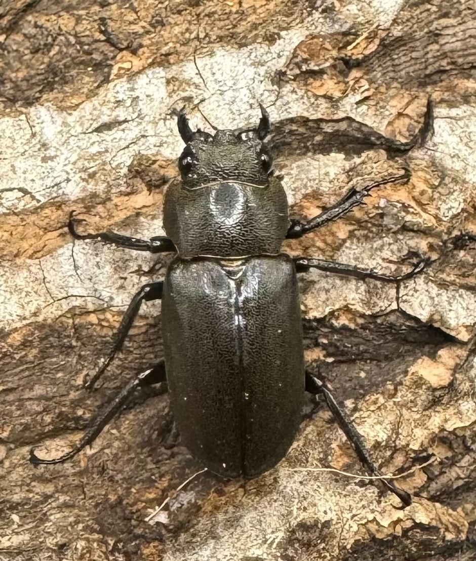 【WD】《メタリフェルホソアカ 89mm ペア》