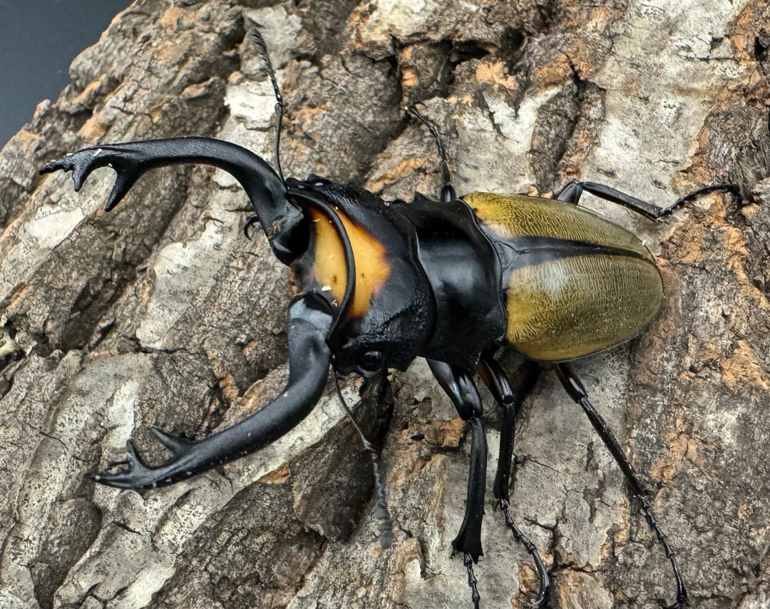 【WD】《ラコダールツヤクワガタ 76mm ペア》