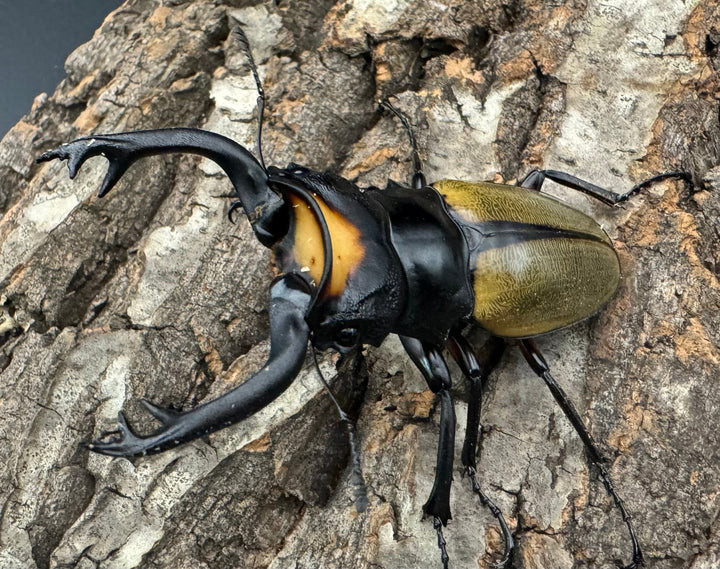 【WD】《ラコダールツヤクワガタ 76mm ペア》