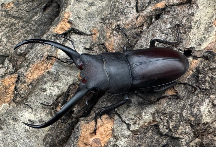 【WD】《グラキリスノコギリヒラタクワガタ 40mm ペア》