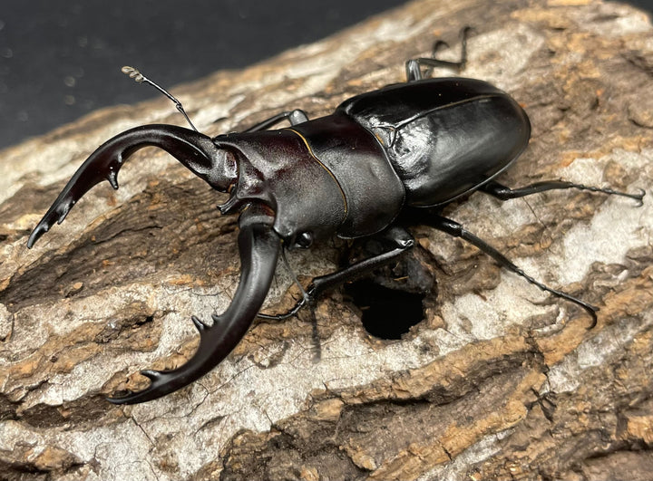 【WD】《アマミノコギリ 64mm ペア》