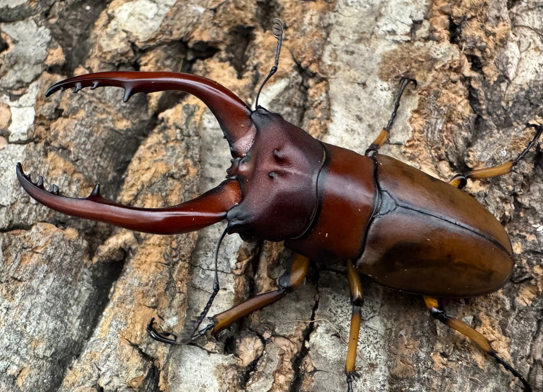 【WD】《アスタコイデスノコギリ ベンクール産 65mm ペア》