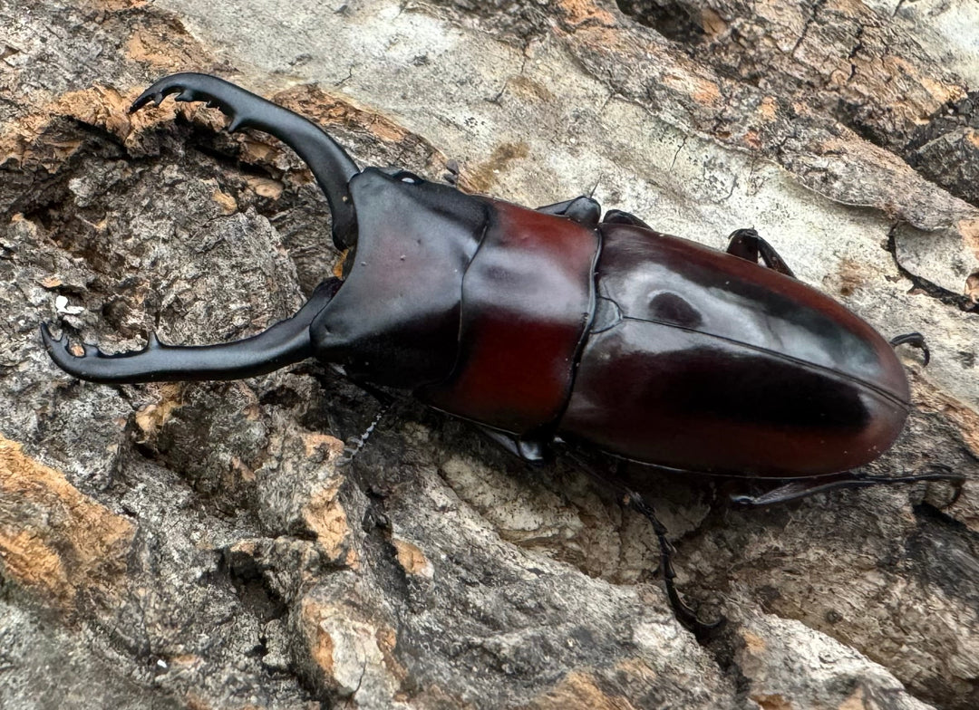 【WD】《ドルサリスノコギリ原名亜種 南カマリネス産 50mmペア》