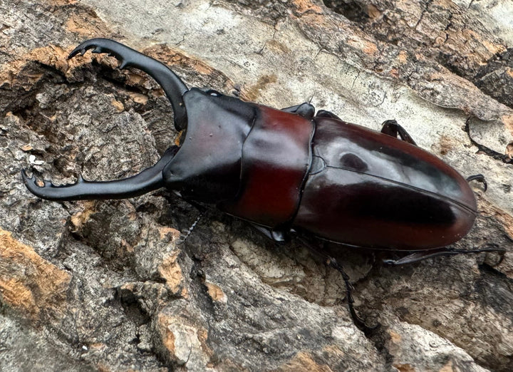 【WD】《ドルサリスノコギリ原名亜種 南カマリネス産 50mmペア》