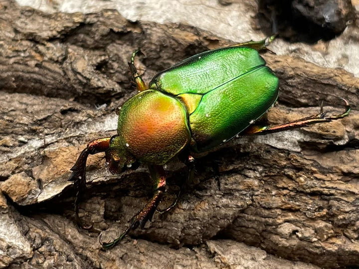 【WD】美麗種《ロドリゲスヒメカブトハナムグリ 32mm ペア》