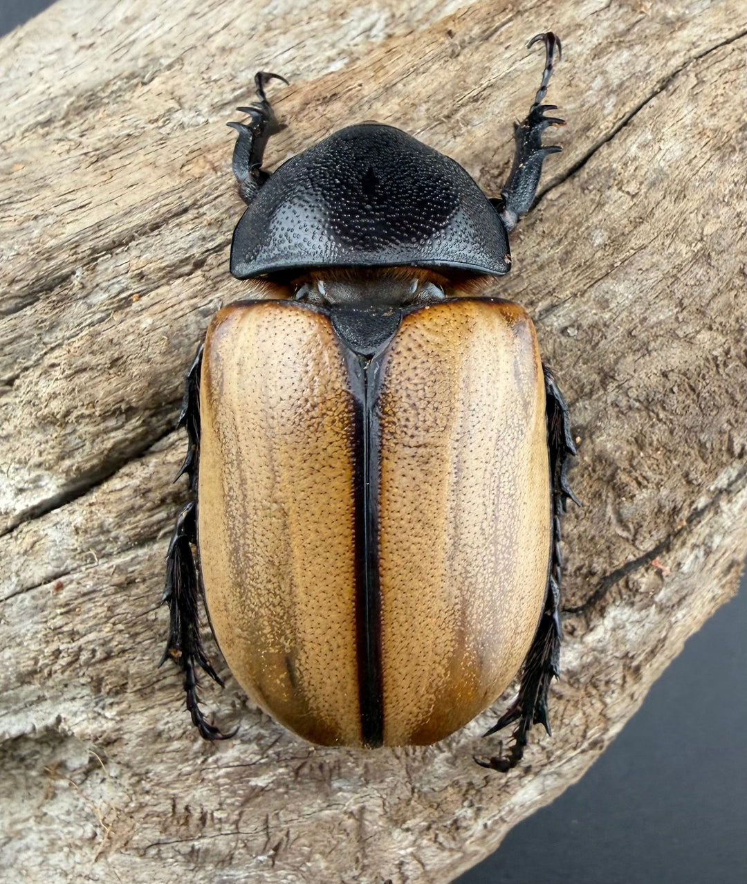 【WD】《ゴホンツノカブト原名亜種 タイ産 83mm ペア》