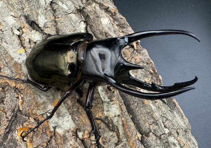 【WD】《ジャワコーカサスオオカブト 106mm ペア》