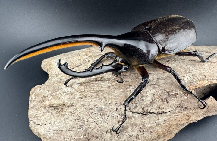 《ヘラクレス・ヘラクレス 132mm ペア》