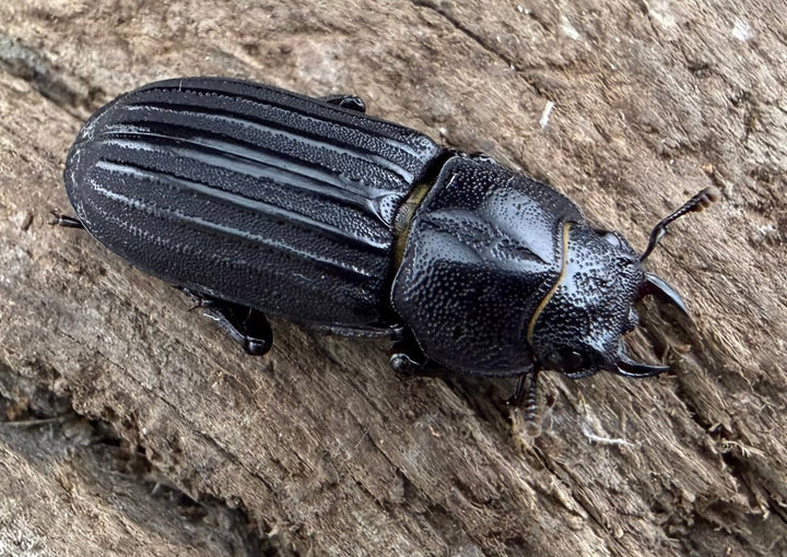 【WD】《アカヘリセスジ 18mm ♀単》