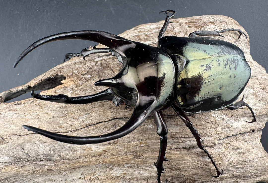 【WD】《ミンダナオアトラスオオカブト マラグサン産 97mm ペア》