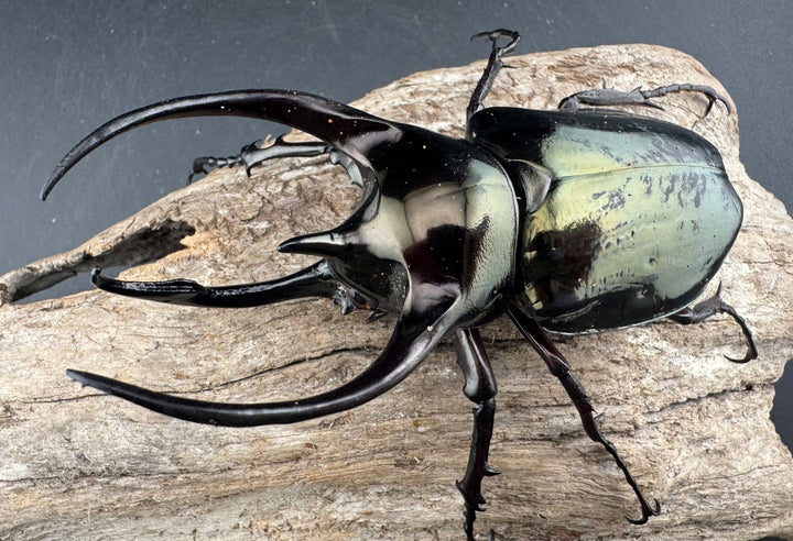 【WD】《ミンダナオアトラスオオカブト マラグサン産 97mm ペア》