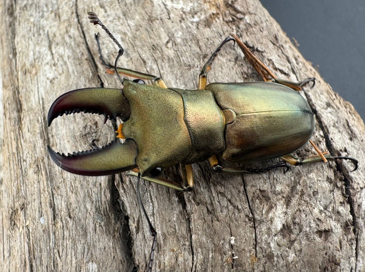 【WF1】《トゥルンカートスホソアカ 39mm ♂単》