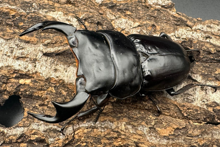 《インドアンタエウスオオクワ 74mm ペア》