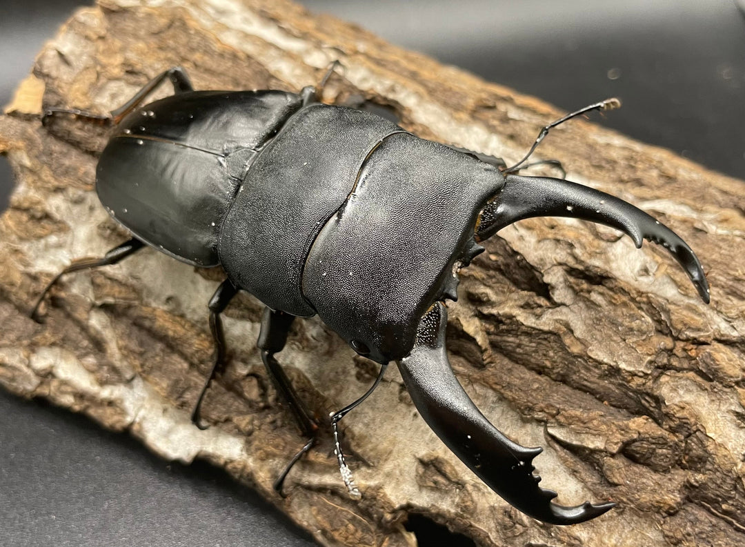 【WD】大型《カマリネスヒラタ 97mm ペア》