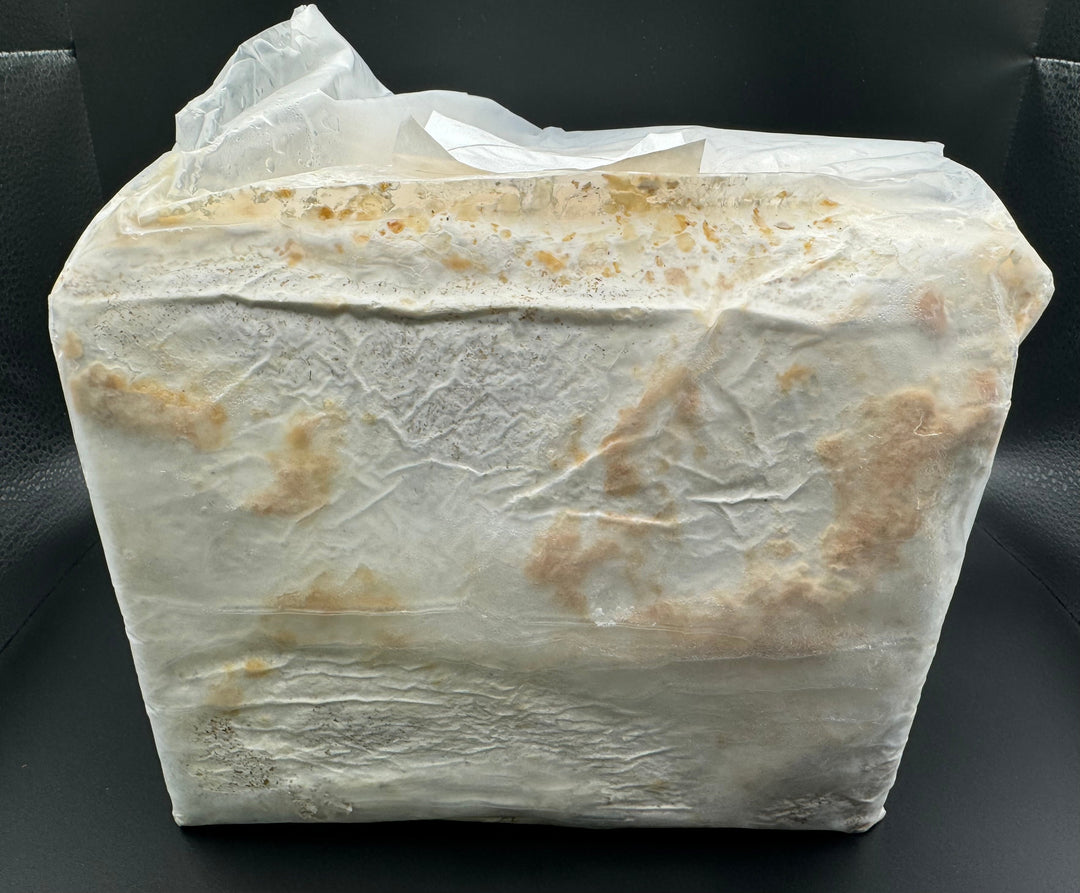 カワラタケ菌糸UGONDO ブナ100% ブロック3500cc