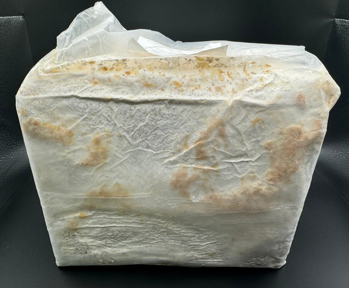 カワラタケ菌糸UGONDO ブナ100% ブロック3500cc